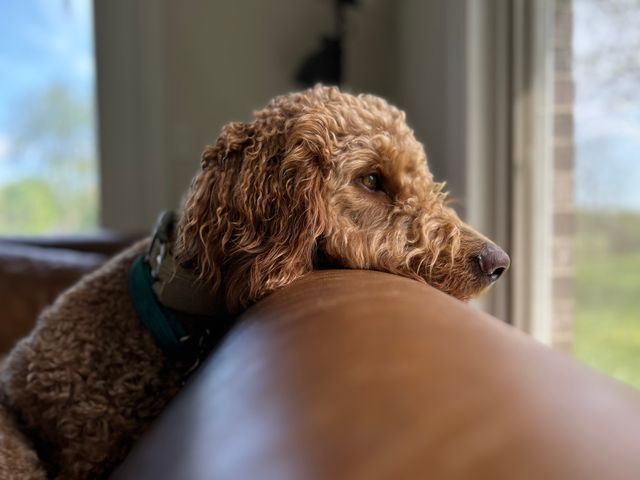 dog on a couch